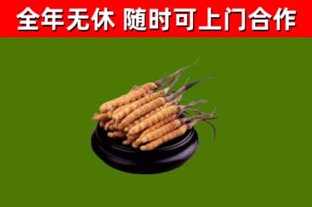 临淄烟酒回收冬虫夏草.jpg
